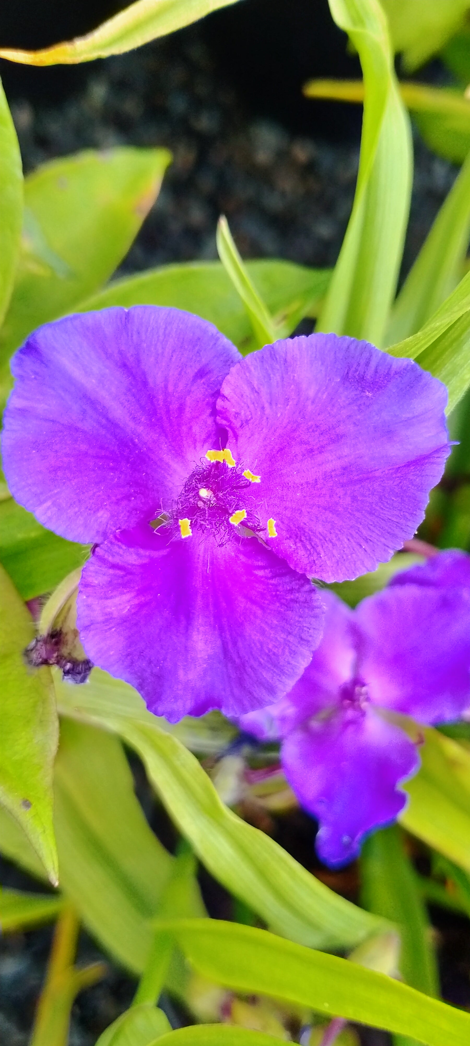 Tradescantia Andersoniana Group 'Zwanenburg Blue'