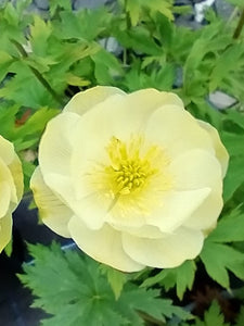 Trollius x cultorum 'Alabaster'