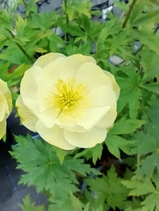 Trollius x cultorum 'New Moon'