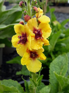 Verbascum 'Cotswold Queen'