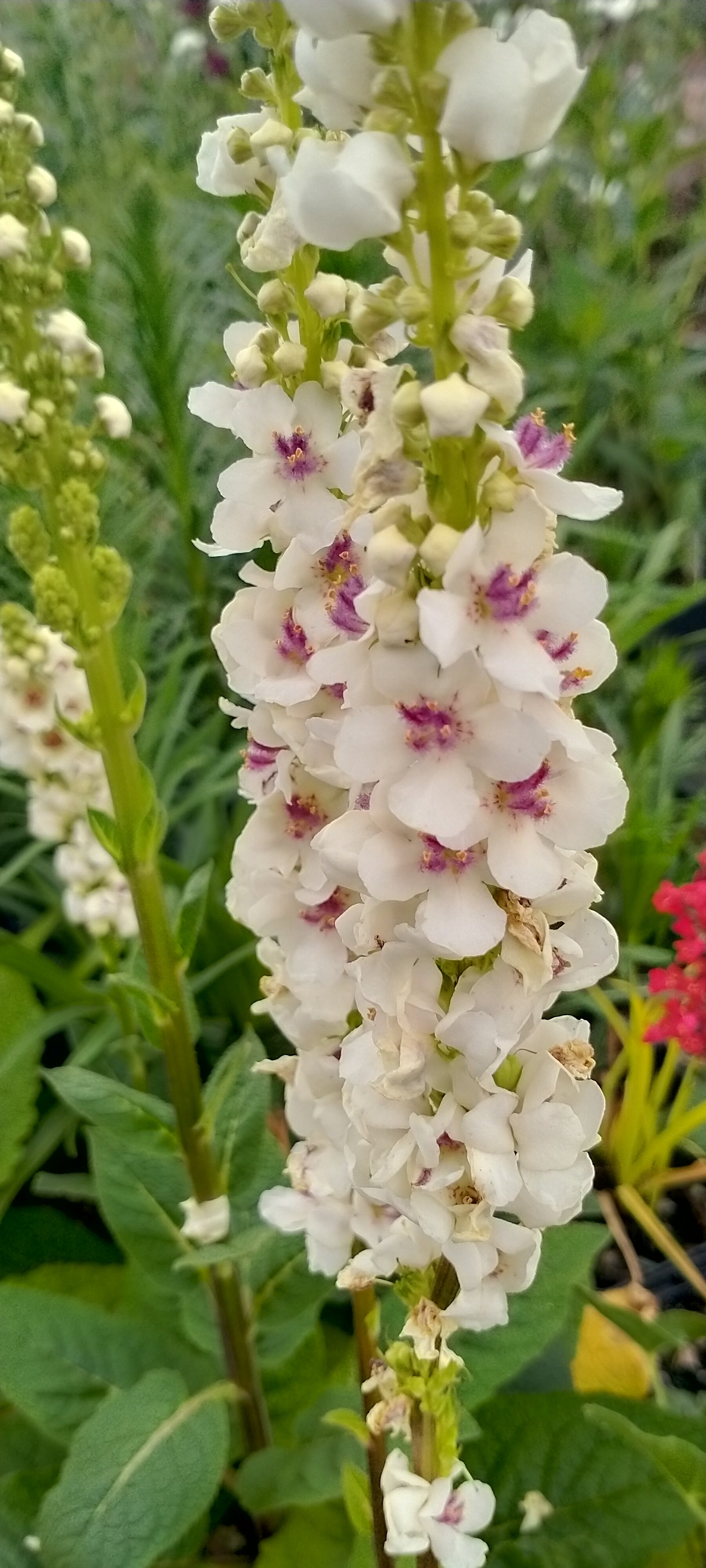 Verbascum chaixii 'Album'