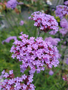 Verbena bonariensis