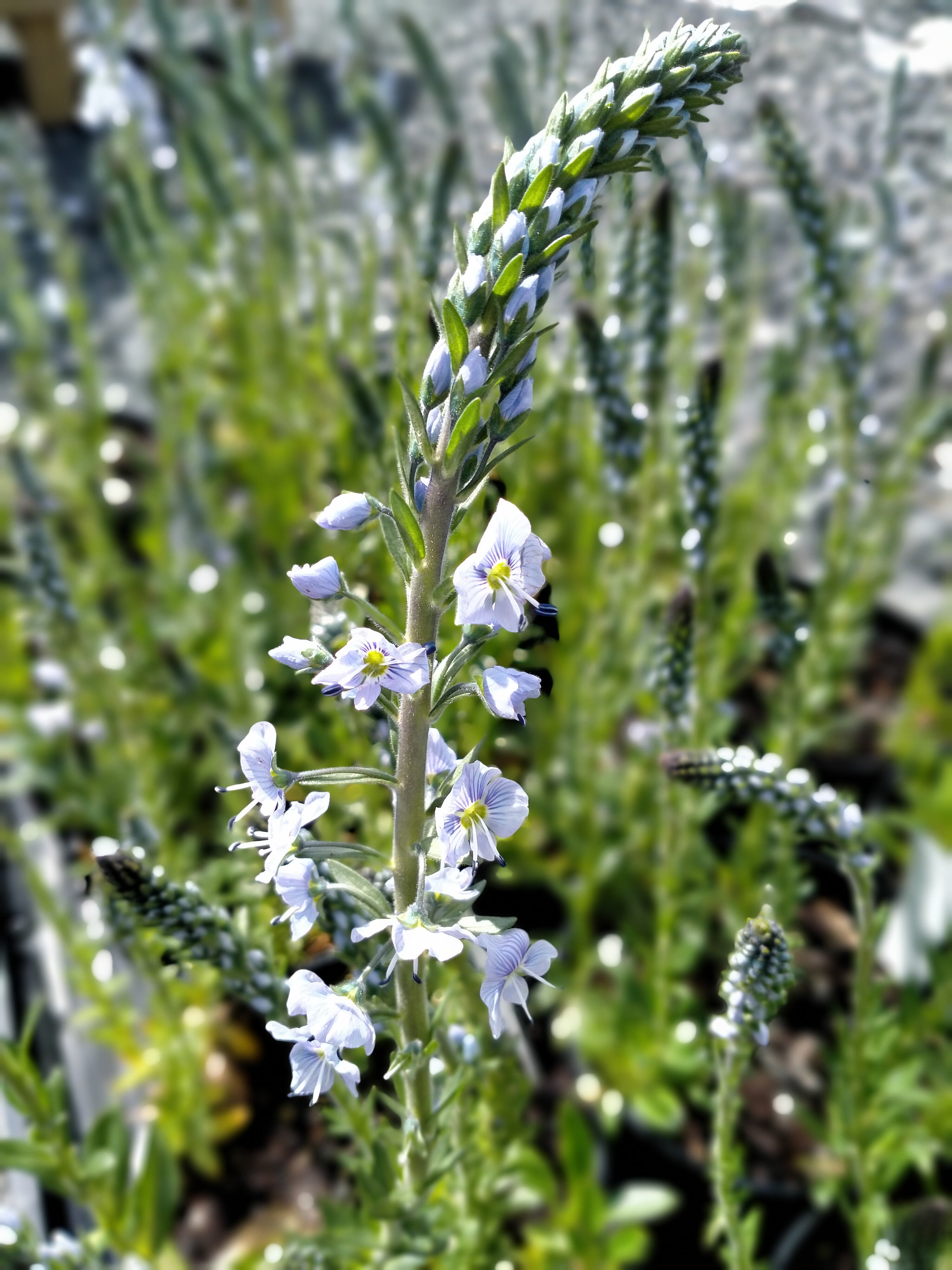 Veronica gentianoides AGM