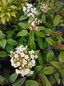 Viburnum tinus