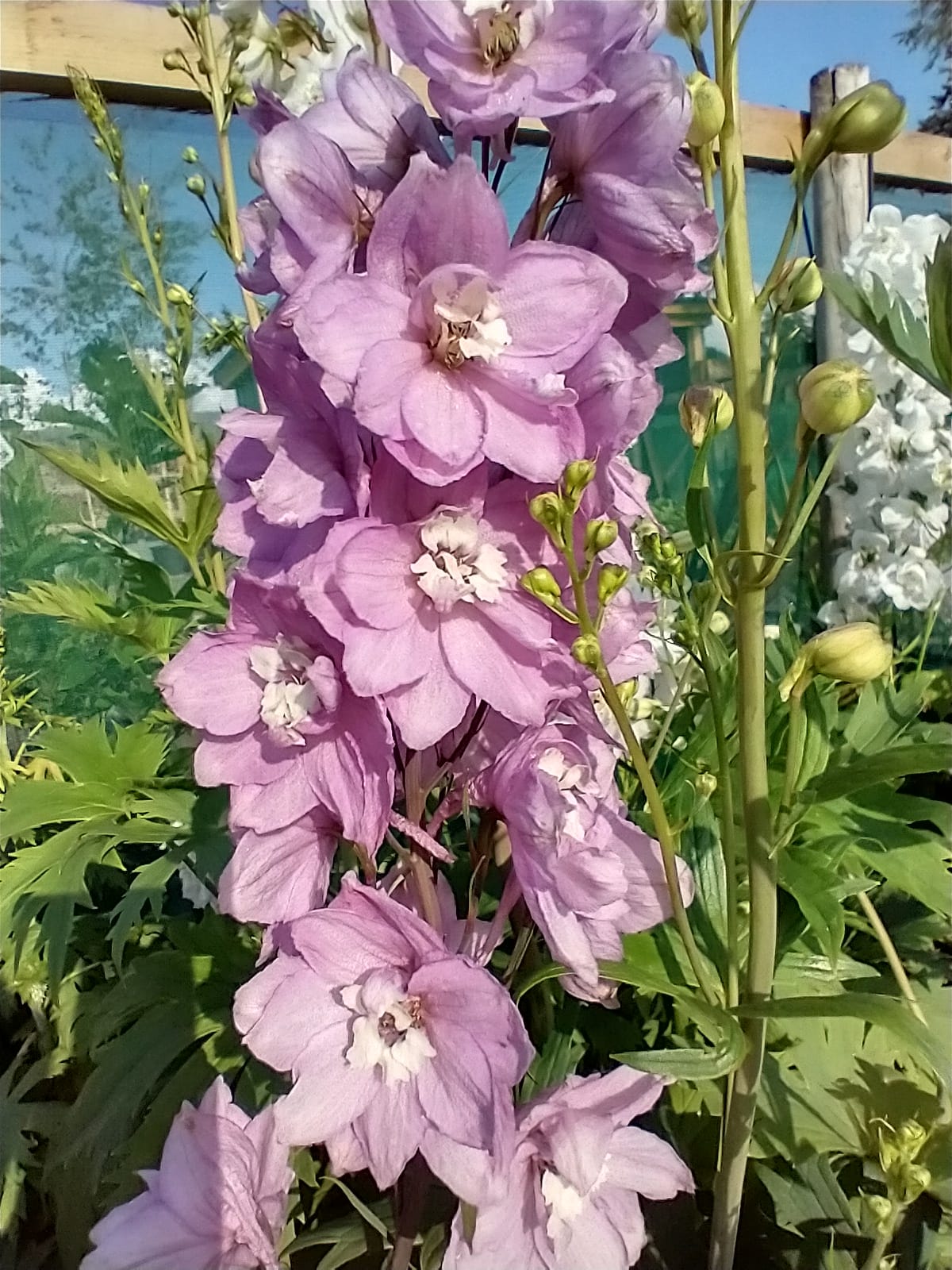 Delphinium 'Astolat'