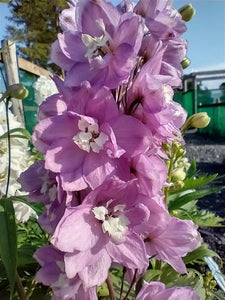 Delphinium 'Astolat'