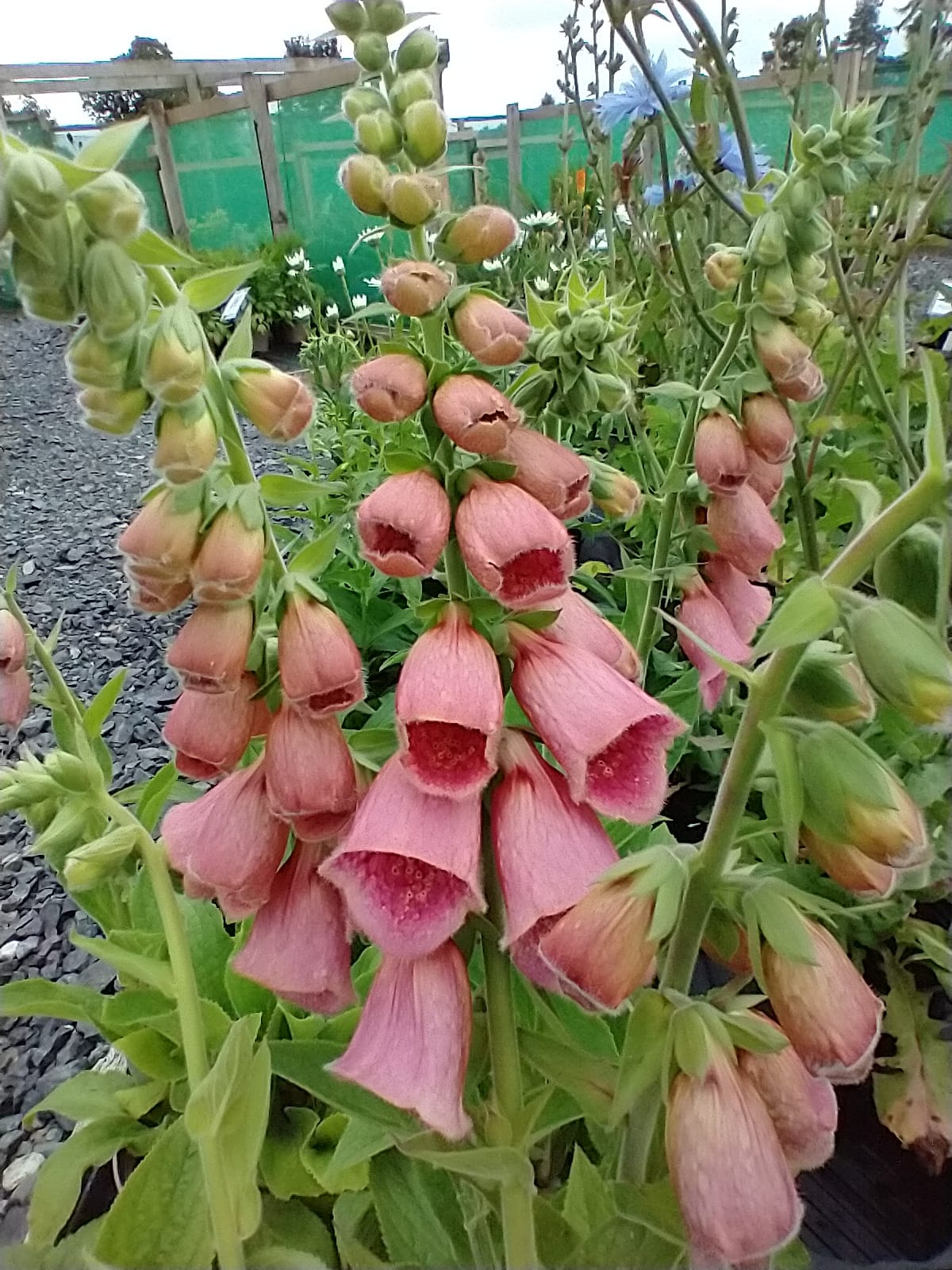 Digitalis x mertonensis 'Summer King'