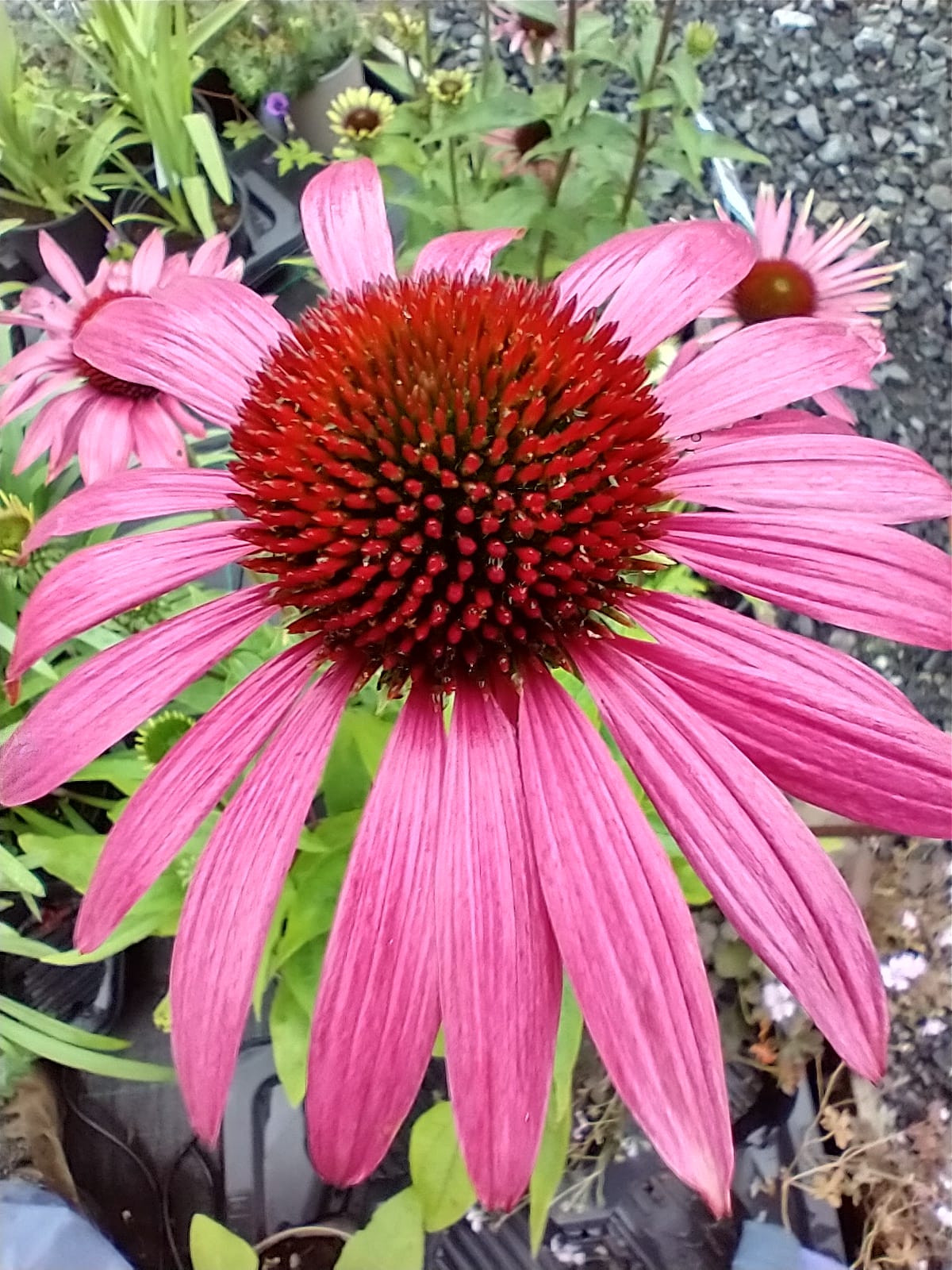 Echinacea purpurea 'Rubinstern'