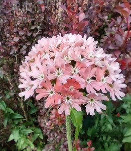 Lychnis chalcedonica 'Rosea'