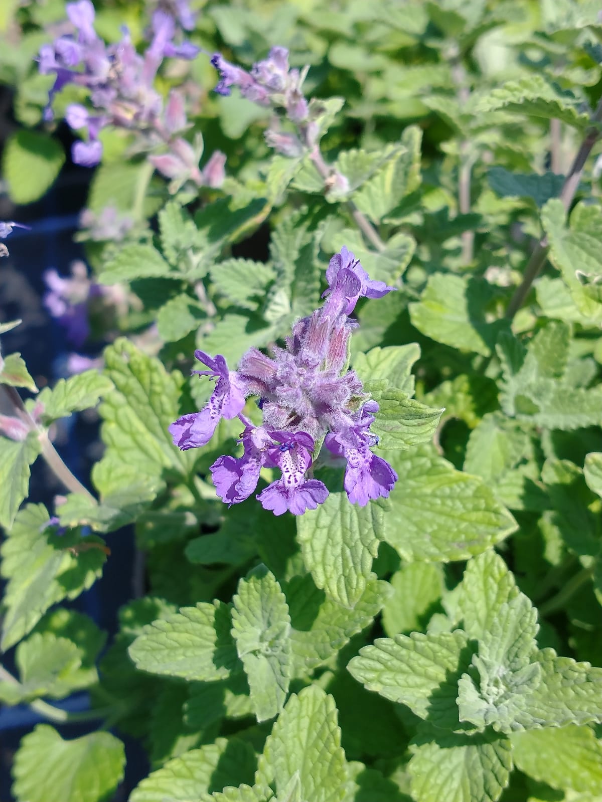 Nepeta racemosa 'Little Titch'